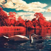 Making the Most of Kodak Aerochrome