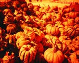 Parola del Mese: Novembre