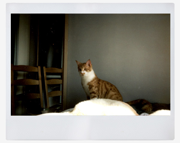 Fuji Instax WIDE 300