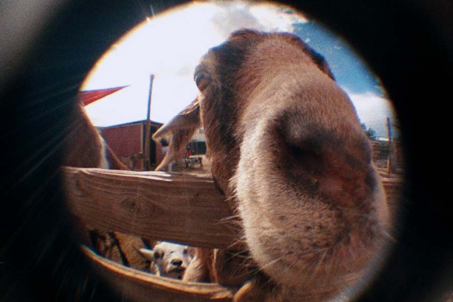 Learn with Lomography
