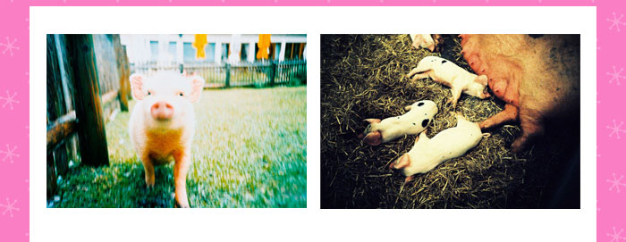 Holiday Piggy for you from Lomography China