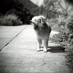 Lomography Black and White Film